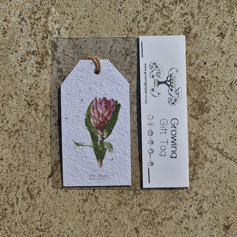 Protea - Growing Paper Gift Tag