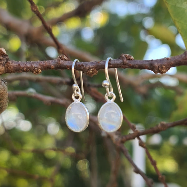 Sterling Silver Oval Rainbow Moonstone Hook Earrings