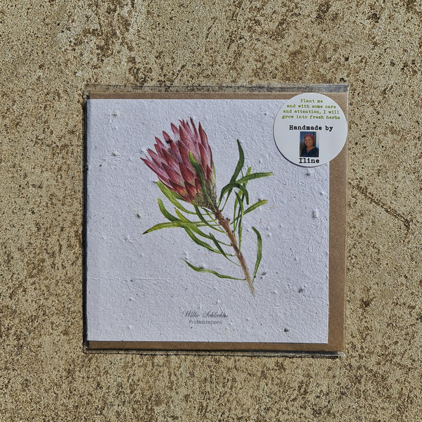 Protea - Growing Paper Greeting Card