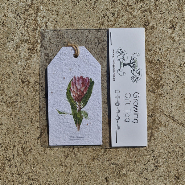 Protea - Growing Paper Gift Tag