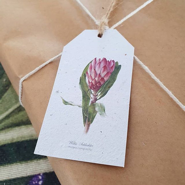 Protea - Growing Paper Gift Tag